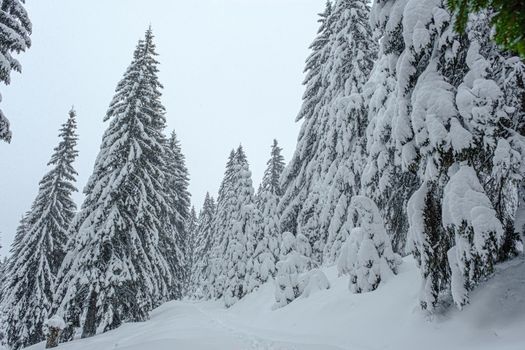 Snow was falling over the  fir trees