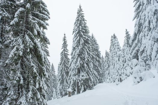 Snow was falling over the  fir trees