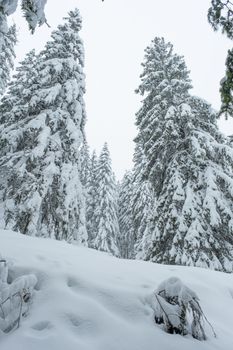 Snow was falling over the  fir trees