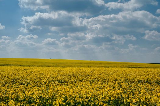 Spring colors with rape field
