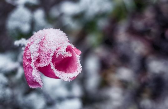 The first frosts and frozen rose