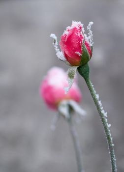 The first frosts and frozen rose