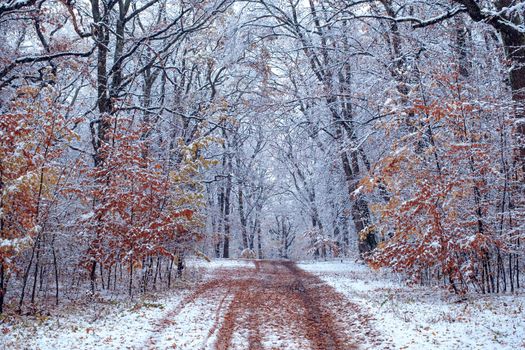 the road through the frozen forest