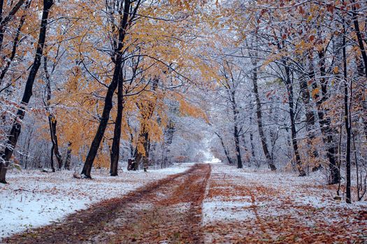the road through the frozen forest