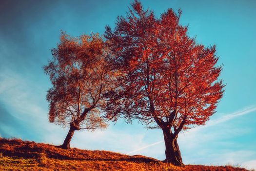 two trees in autumn clothes