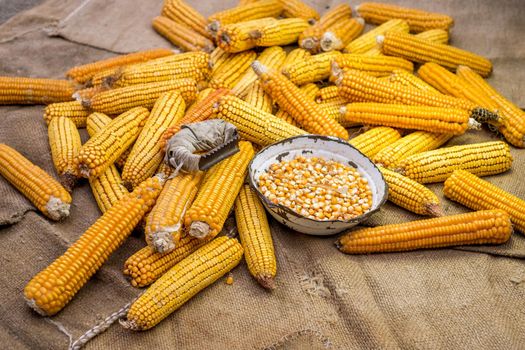 view of dried corn with bowl of corn kernels and manual hand tool to clean maize on jute sack