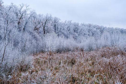 view of the frozen forest