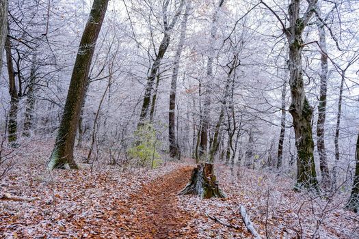 view of the frozen forest
