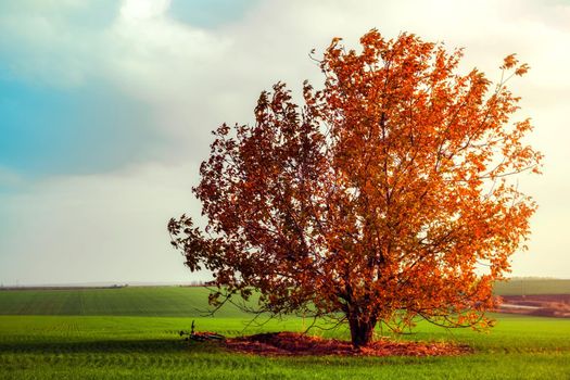 walnut in the middle of agricultural land and a bicycle