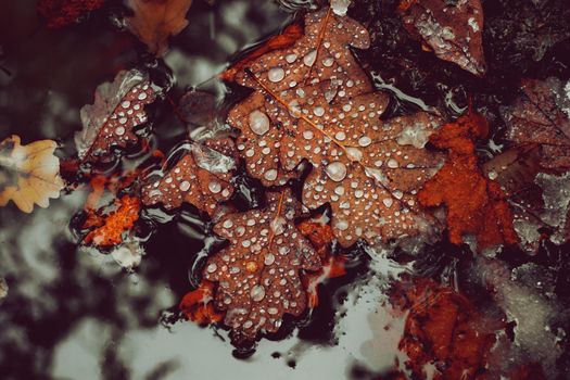 Water drops on autumn leaves floating on the water with melted snow