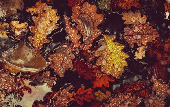 Water drops on autumn leaves floating on the water with melted snow