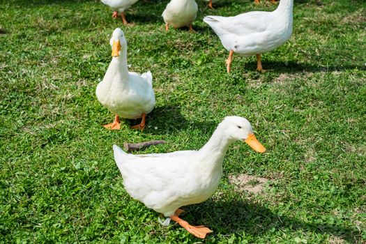 white geese in the grass