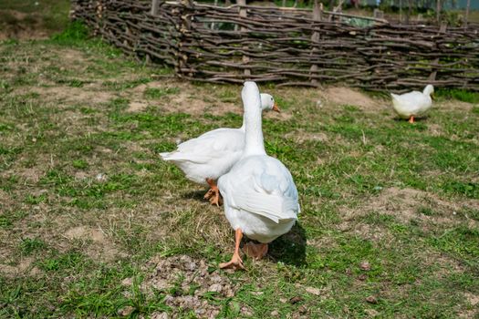 white geese in the grass