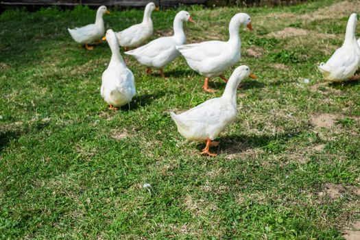 white geese in the grass