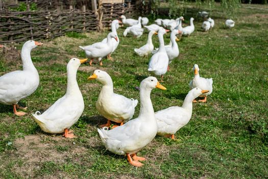 white geese in the grass