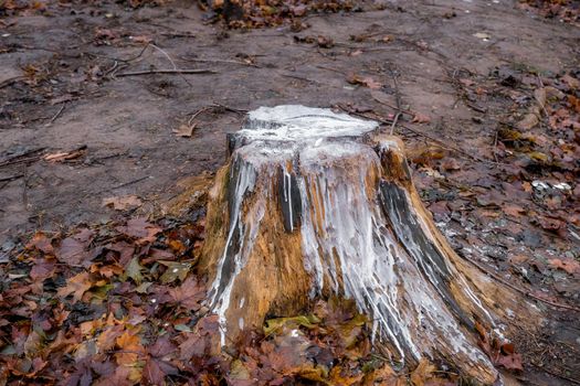 white paint on cut tree in forest