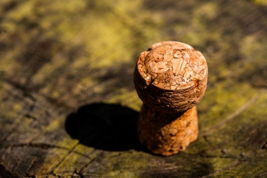 wine cork on a tree with lichens