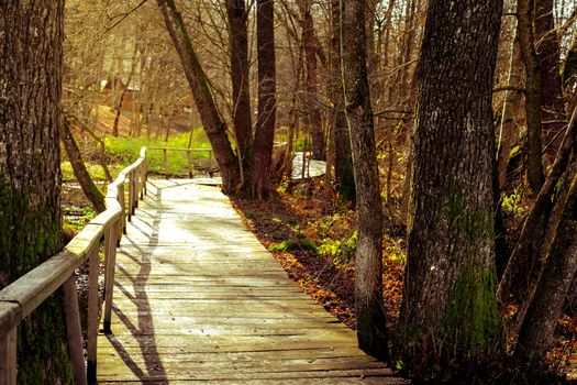wooded path through the forest