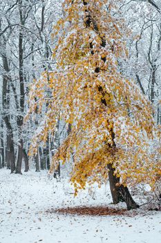 yellow leafy tree in the snowy forest