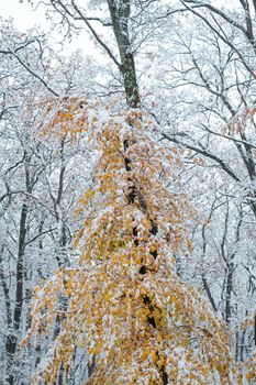 yellow leafy tree in the snowy forest