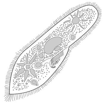 bacteria iconsslipper animalkul vector illustration on white background
