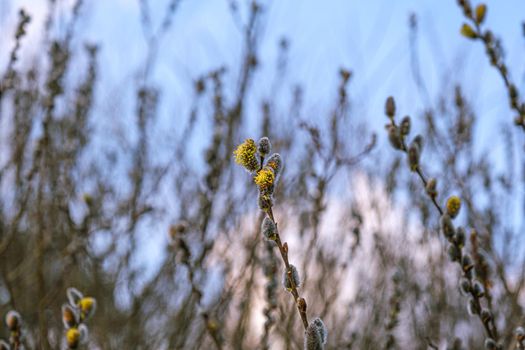 Yellow willow flowers on the branch in spring forest