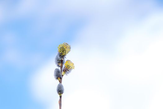 Yellow willow flowers on the branch in spring forest