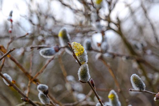 Yellow willow flowers on the branch in spring forest