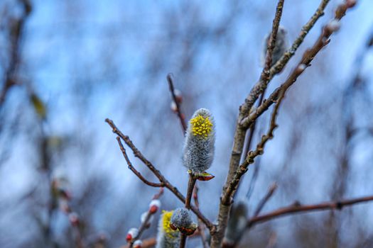Yellow willow flowers on the branch in spring forest