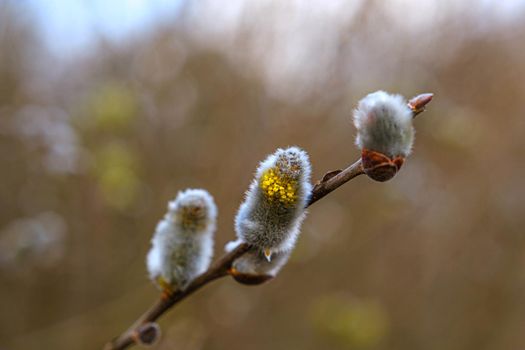 Yellow willow flowers on the branch in spring forest