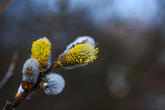 Yellow willow flowers on the branch in spring forest