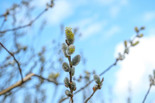 Yellow willow flowers on the branch in spring forest