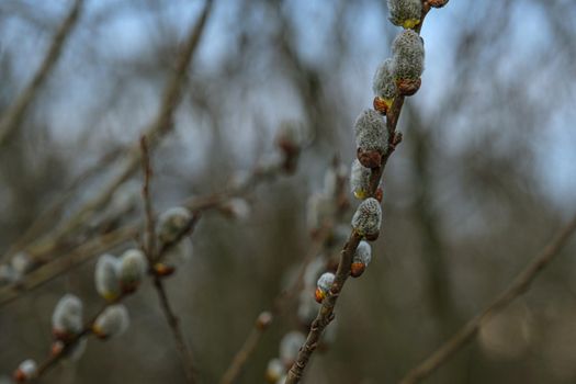 Yellow willow flowers on the branch in spring forest