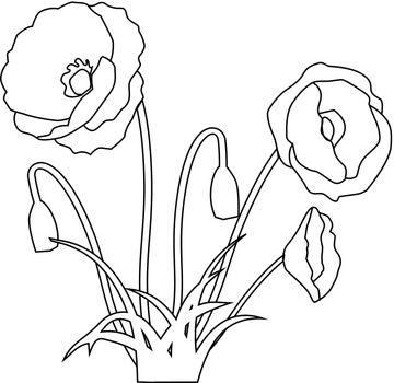 Picture of flowering poppies and herbs. Illustration of thin lines in minimalism