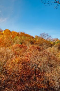 beautiful autumn landscapes in the Romanian mountains, Fantanele village area, Sibiu county, Cindrel mountains, Romania