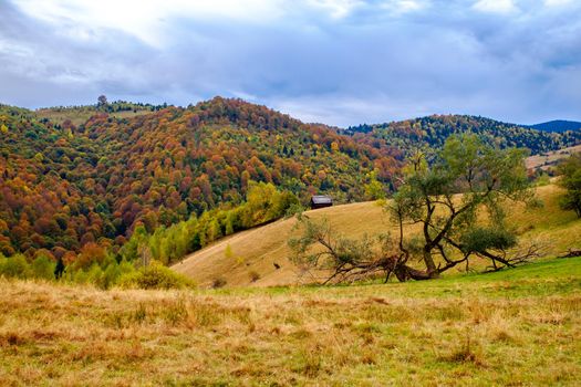 Colorful autumn landscape in the Romanian Carpathians, Fantanele village, Sibiu county, Cindrel mountains, 1100m, Romania