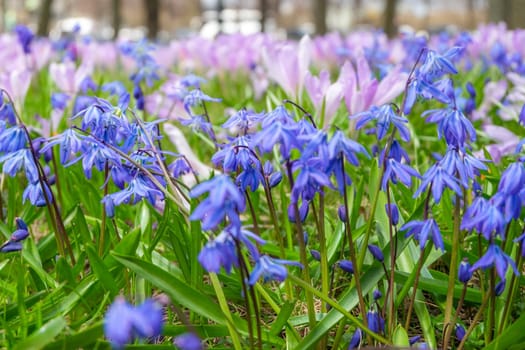 Close-up of the first spring flowers scilla and crocuses in the spring park. Selective focus.