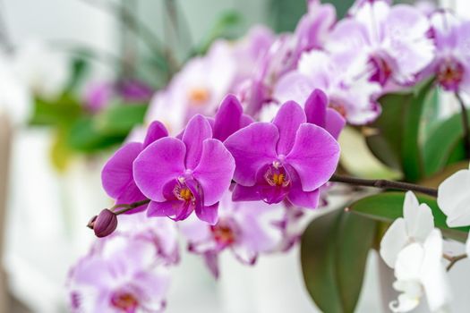 blooming orchid on the porch window.