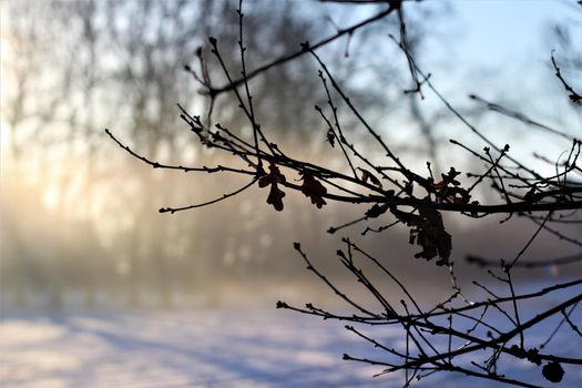 Close up of an oak branch with a sunrise in the background