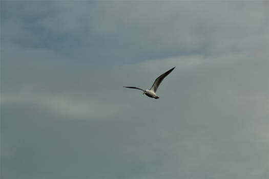A seagull in flight aginst a cloudy sky