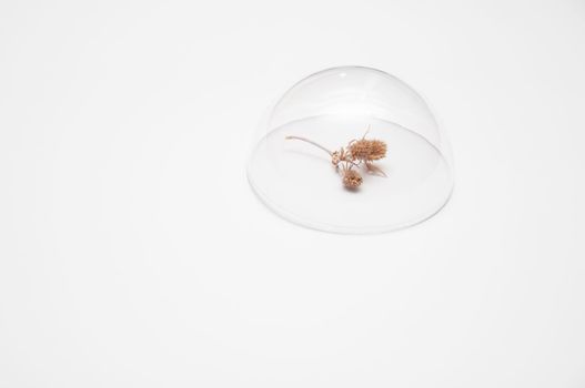 wild flower thistle under a glass dome on a white background, minimalism style