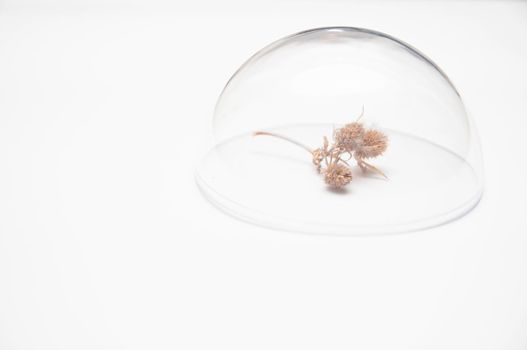 wild flower thistle under a glass dome on a white background, minimalism style