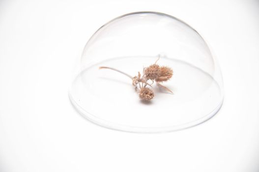 wild flower thistle under a glass dome on a white background, minimalism style