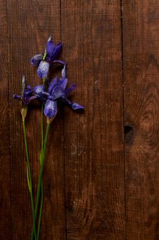 bouquet of wild purple iris flowers on brown wooden table