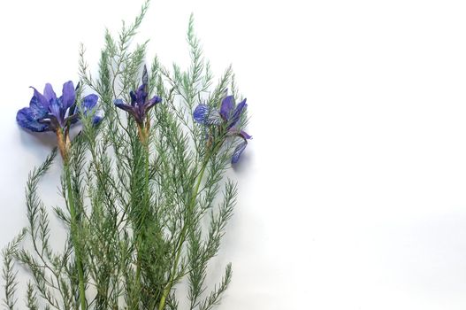 bouquet of wild purple iris flowers on a white paper background