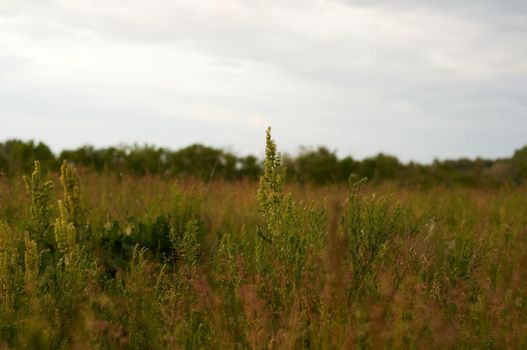 field with lush green grass and wild plants and sunset sunlight