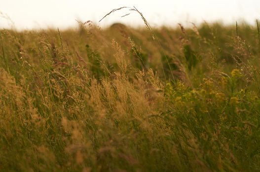 field with lush green grass and wild plants and sunset sunlight