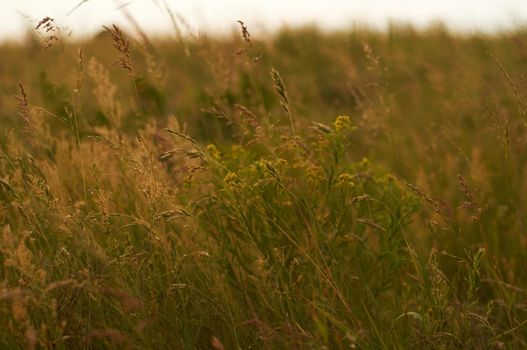 field with lush green grass and wild plants and sunset sunlight