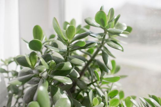 houseplant succulent in a pot stands on a room window and the sunlight is shining