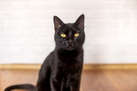 black cat with yellow eyes sits on a laminate in the room
